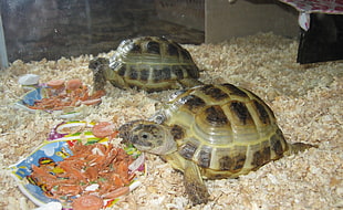 two brown-and-black tortoises